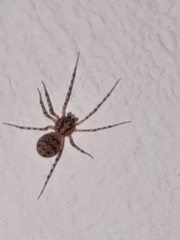 Scytodes thoracica