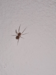 Scytodes thoracica