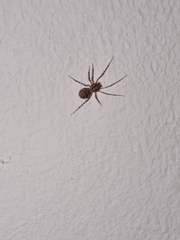 Scytodes thoracica