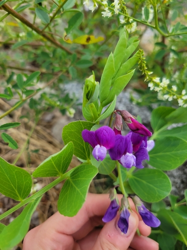 Beach pea (Lathyrus japonicus)