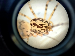Scytodes thoracica