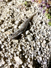 Hydromantes platycephalus