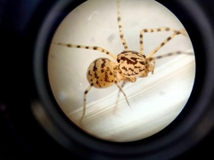 Scytodes thoracica