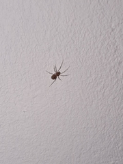 Scytodes thoracica