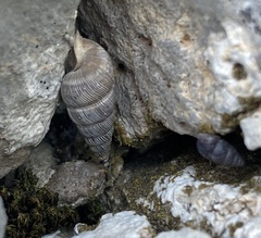Obscurella martorelli