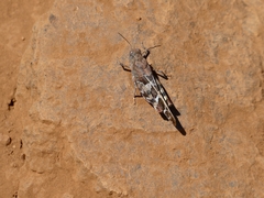 Leprus intermedius