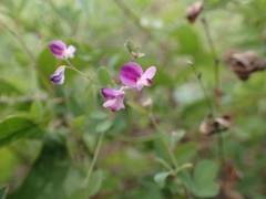 Lespedeza texana