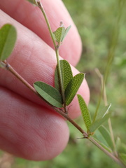Lespedeza texana