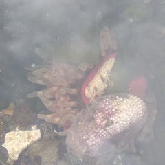 Cribrinopsis albopunctata