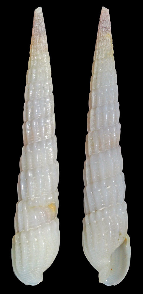 Punctoterebra textilis