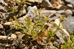 Galium pusillum