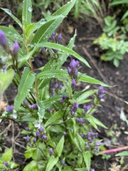 Gentianella propinqua