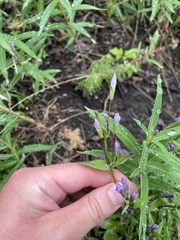 Gentianella propinqua