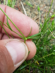 Sabulina dawsonensis