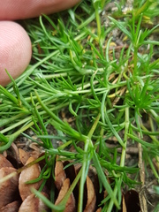 Sabulina dawsonensis