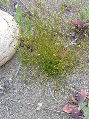 Sabulina dawsonensis