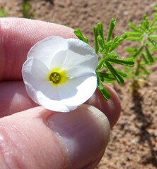Oxalis viscosa