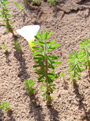 Oxalis viscosa