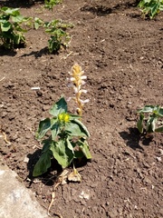 Orobanche cumana