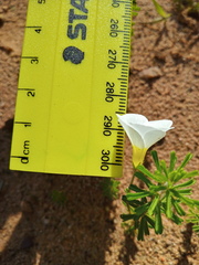 Oxalis viscosa