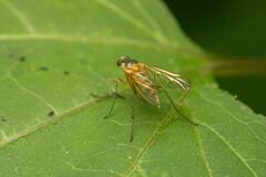 Rhagio hirtus