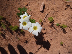 Oxalis viscosa