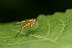 Rhagio hirtus