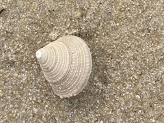 Calliostoma euglyptum