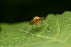 Rhagio hirtus