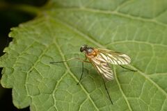 Rhagio hirtus