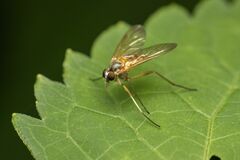 Rhagio hirtus