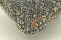 Otiorhynchus pseudonothus