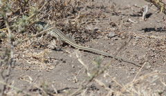 Latastia longicaudata