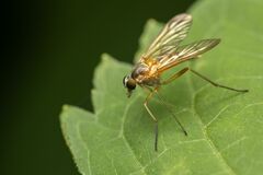 Rhagio hirtus