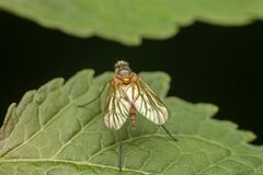 Rhagio hirtus