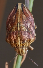 Odontotarsus