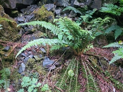 Polystichum setigerum