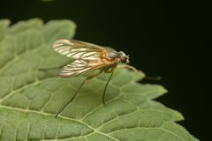 Rhagio hirtus