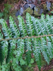 Polystichum setigerum