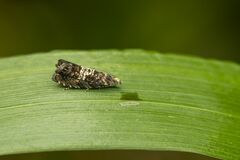 Grapholita prunivora