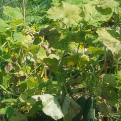 Pseudoperonospora cubensis