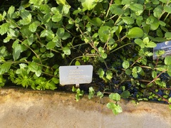 Hygrophila difformis