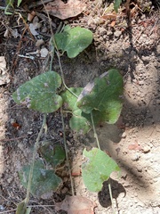 Aristolochia californica
