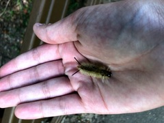 Halysidota tessellaris