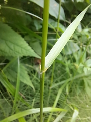 Bromus nottowayanus