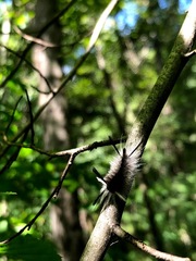 Halysidota tessellaris