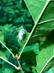 Halysidota tessellaris