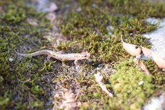 Desmognathus ocoee