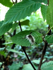 Halysidota tessellaris