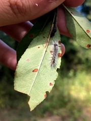Halysidota tessellaris